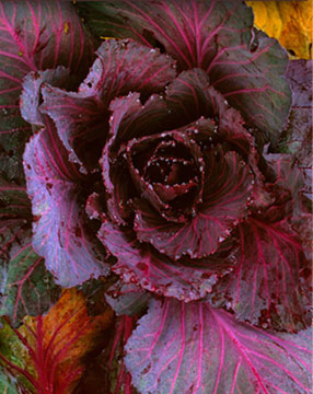 Red Cabbage