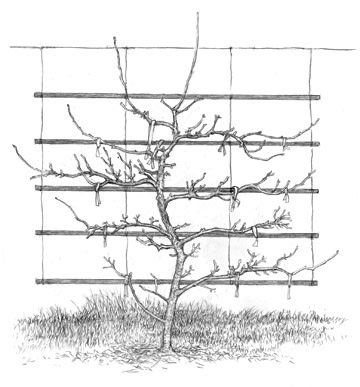 Espalier Tree