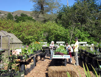 Dragon's Bend Nursery, Muir Beach